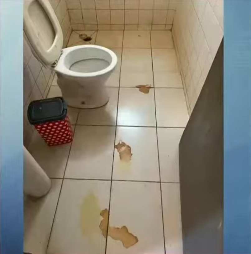 cães-resgatados-maringá