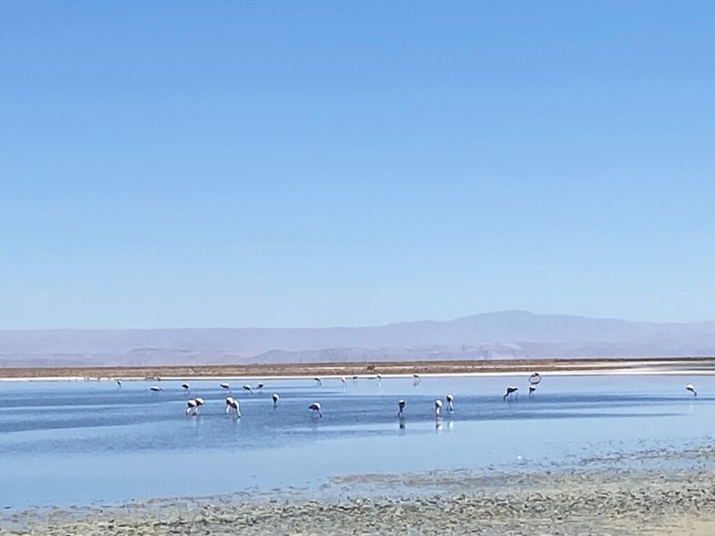 LAGUNA DOS FLAMINGOS