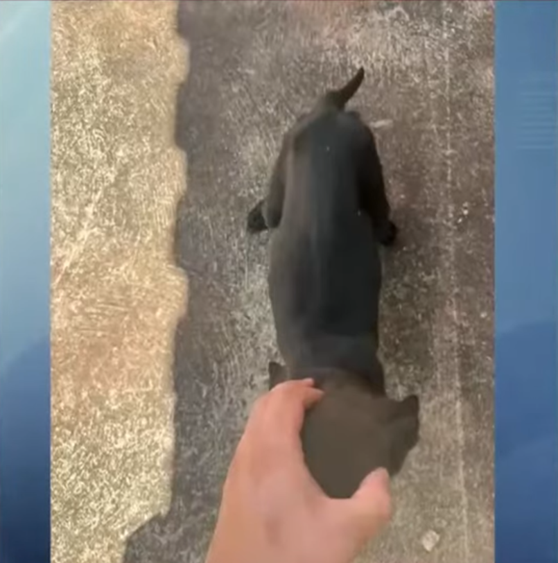 cães-resgatados-maringá