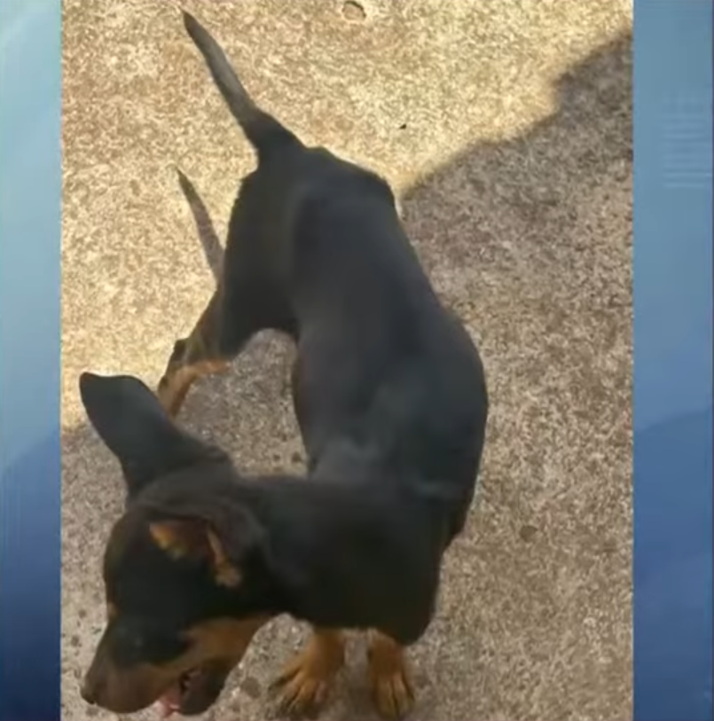 cães-resgatados-maringá