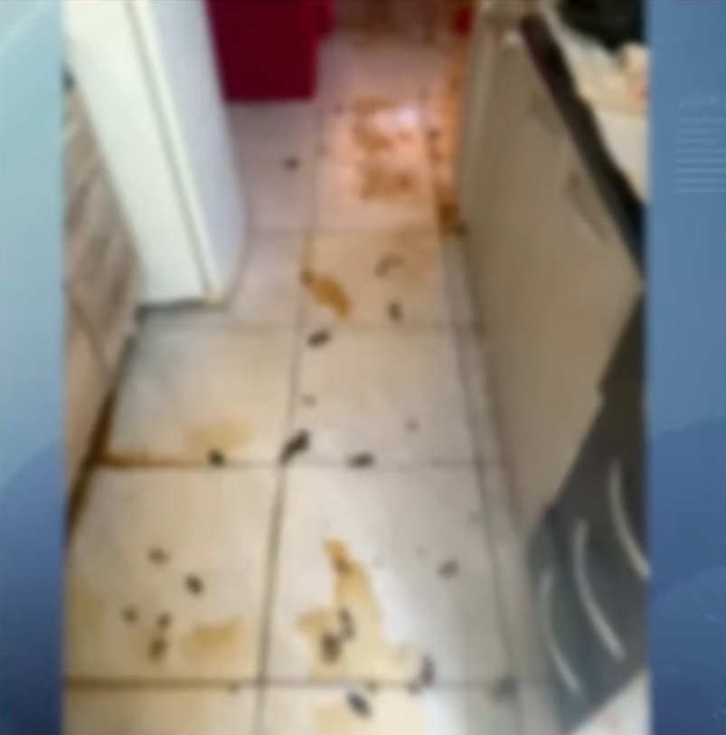 cães-resgatados-maringá