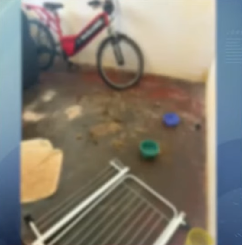 cães-resgatados-maringá