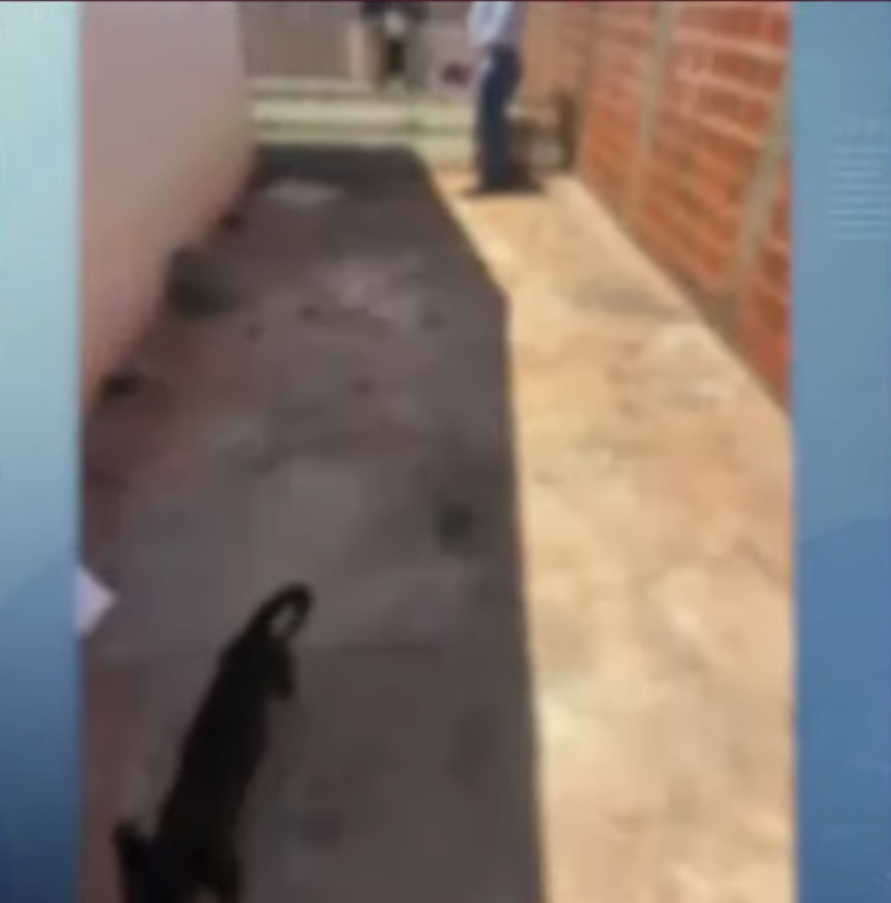 cães-resgatados-maringá