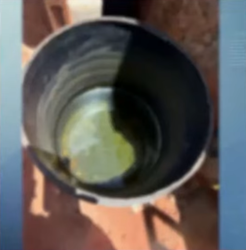 cães-resgatados-maringá