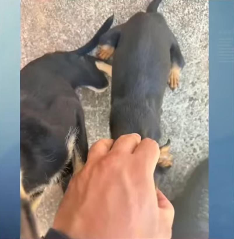 cães-resgatados-maringá