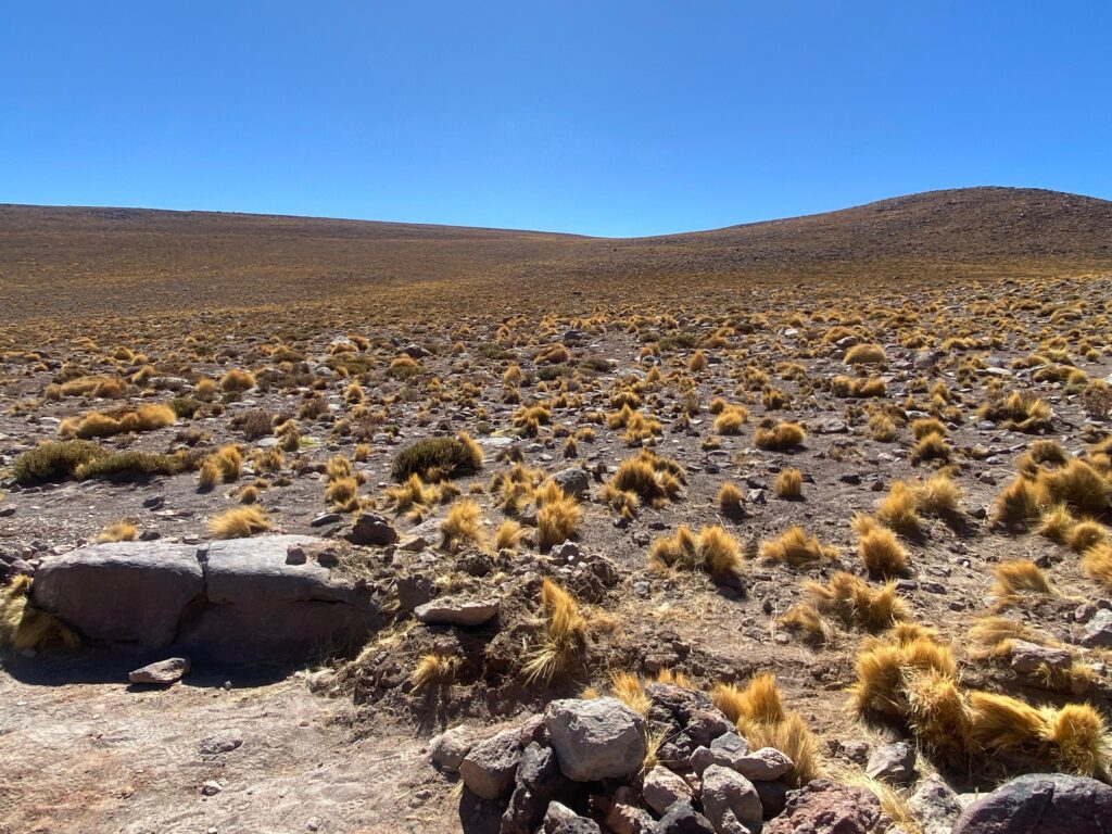 VEGETAÇÃO DO ATACAMA