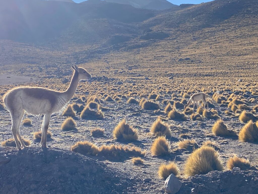 WhatsApp Image 2025-11-11 at 23.03.12 (1)