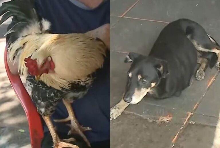 bar-seguranças-galo-cachorro