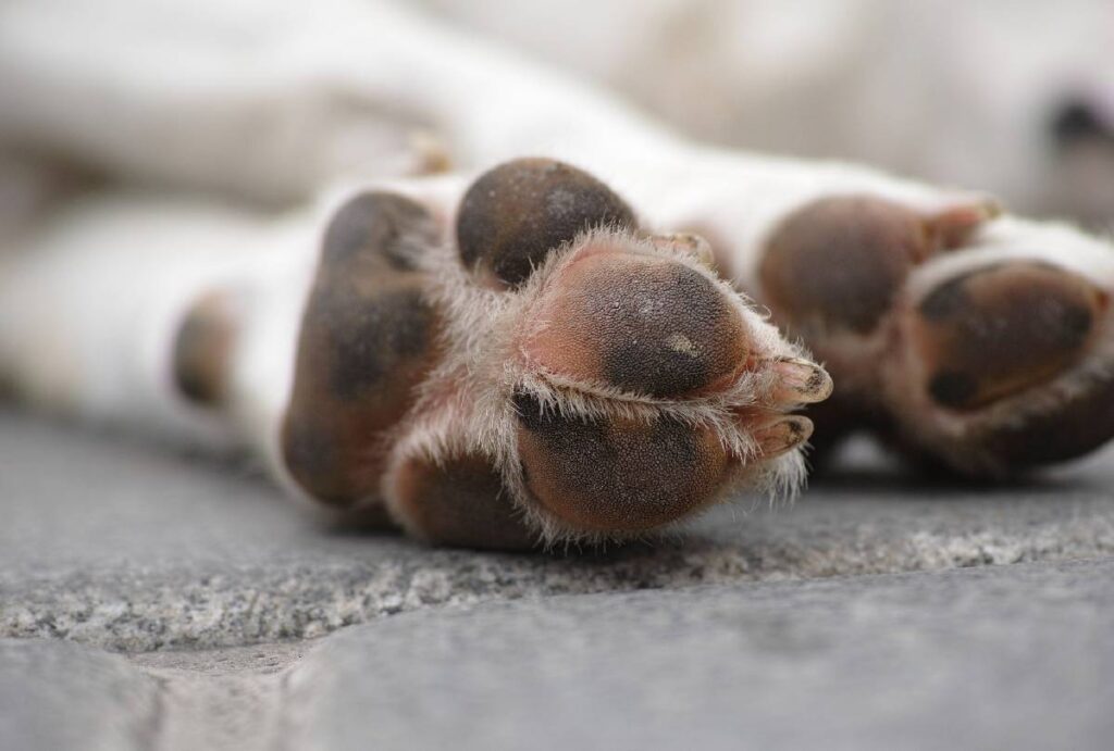 cachorro-morre-em-casa-londrina