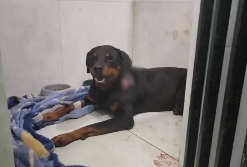 cachorro-resgatado-maus-tratos