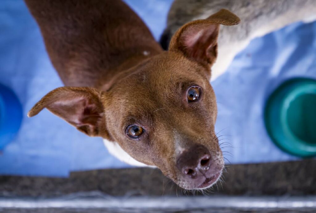 feira-de-adocao-pets-araucaria