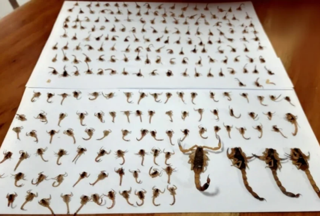 mulher encontra escorpiões