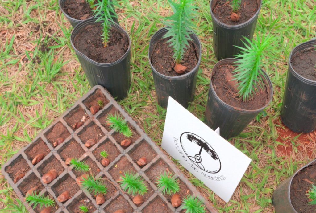 negócios da terra araucária