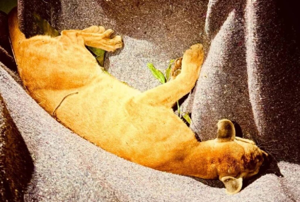 onca-parda-parana-paicandu