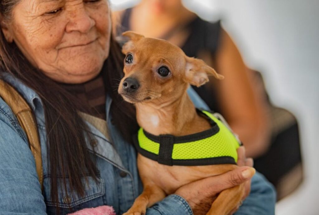 castração-gratuita-sao-jose-dos-pinhais