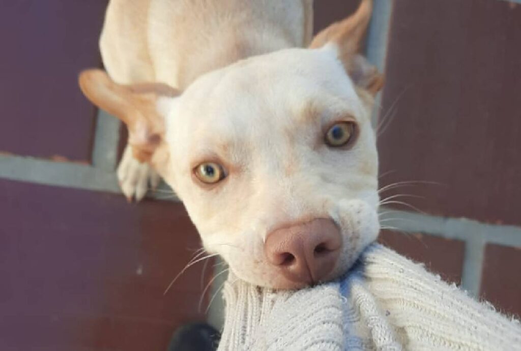 cachorro-fogos-ano-novo