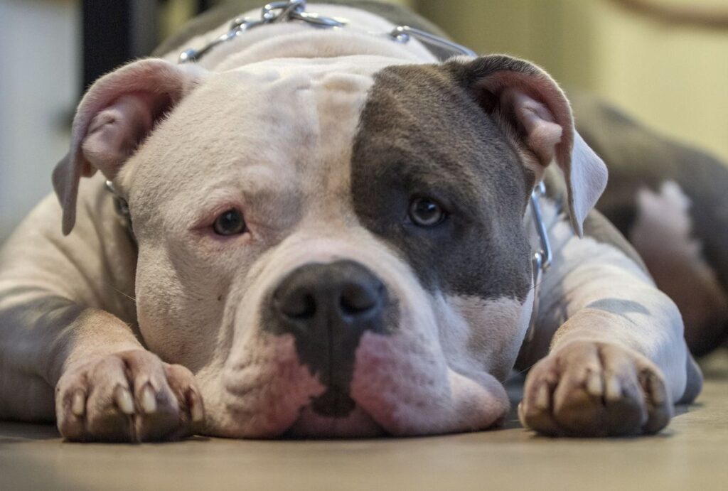 cachorro morto apucarana