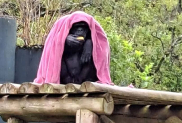 chimpanze-zoologico-curitiba