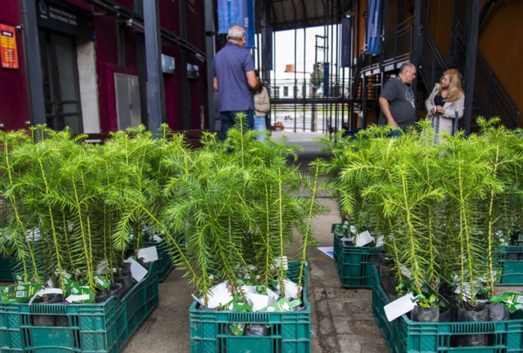 distribuicao-de-mudas-curitiba