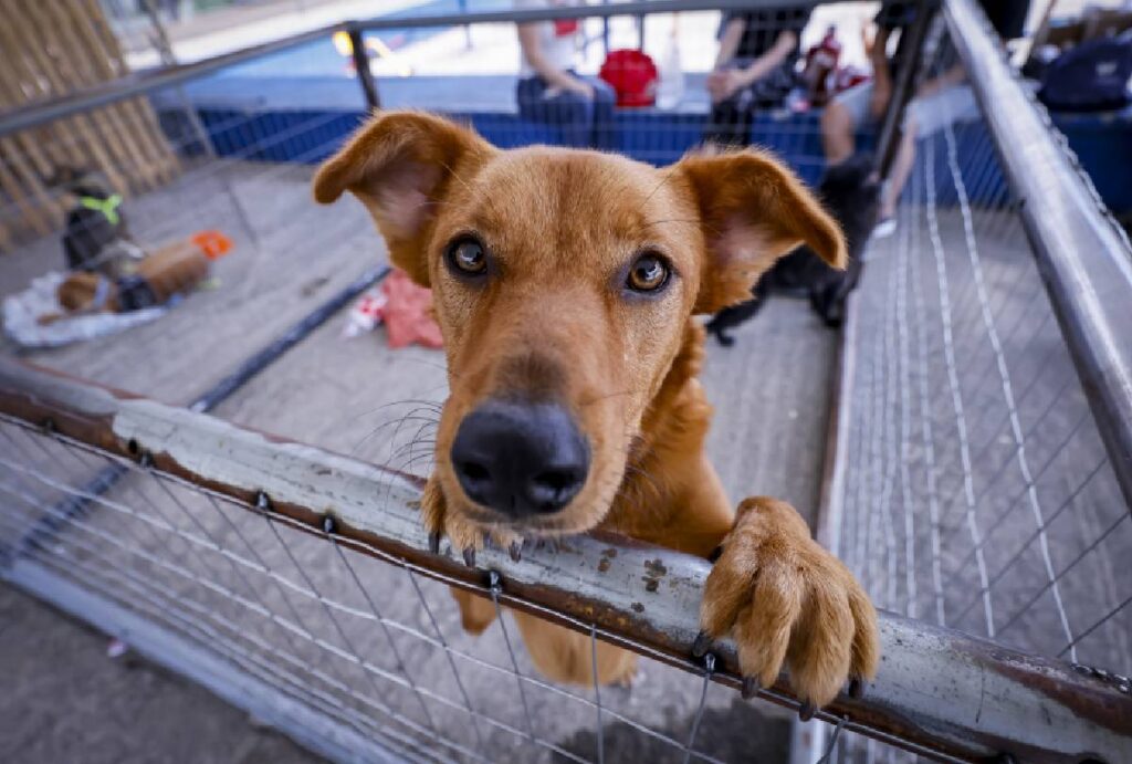 feira-de-adocao-araucaria-caes-gatos