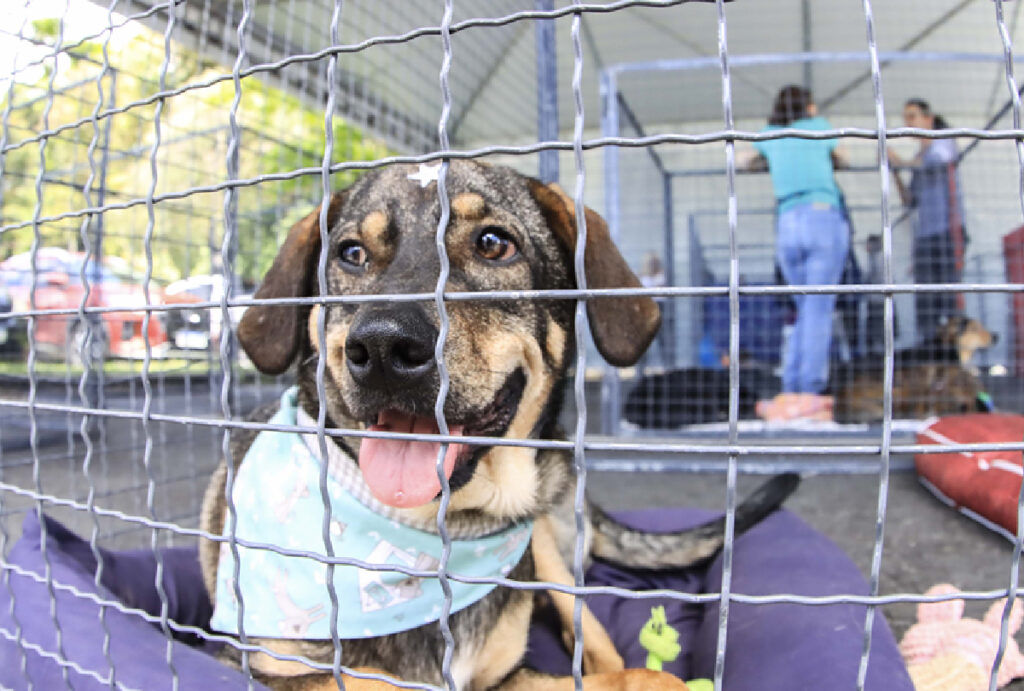feira-de-adocao-parque-barigui