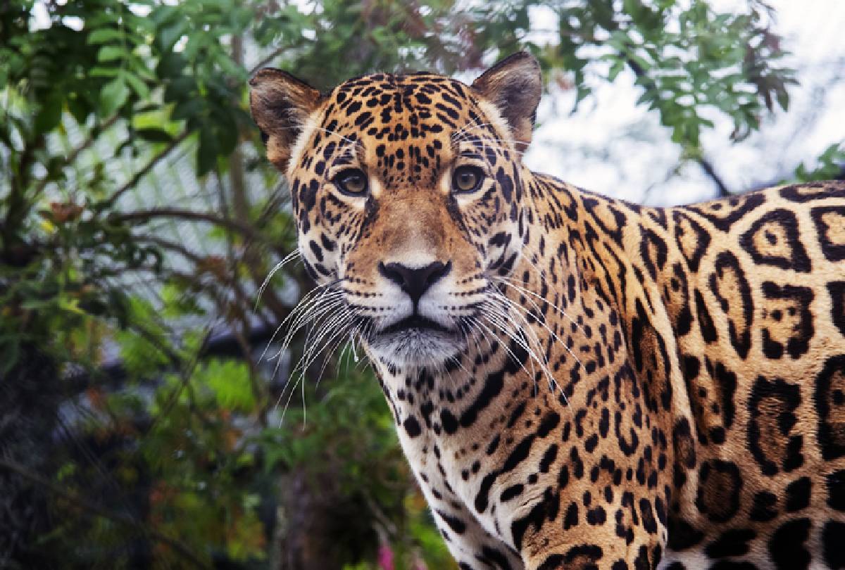 Zoo de Curitiba ganha nova onça-pintada: conheça o Tocantins