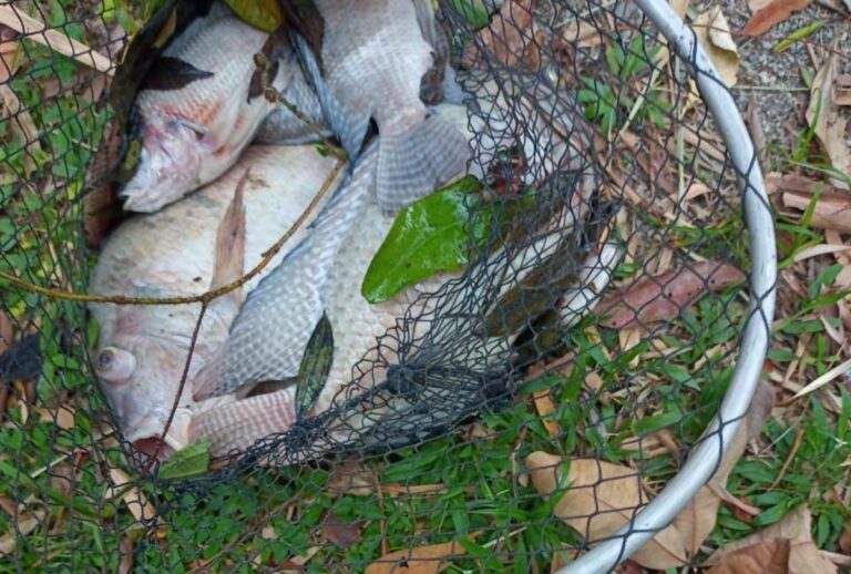 peixes mortos morretes