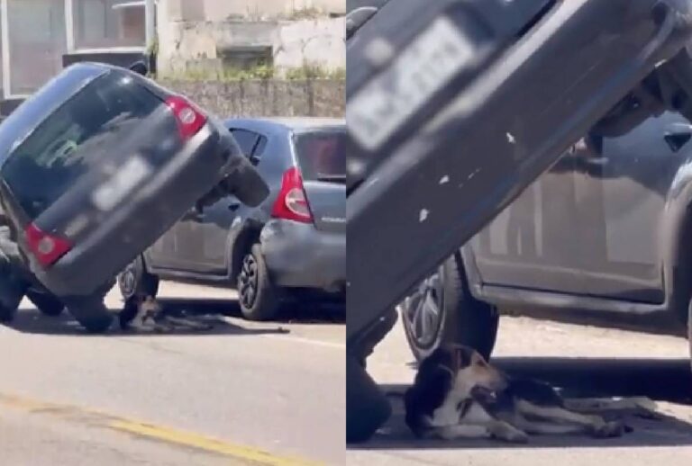 acidente-cachorro-campina-grande-do-sul