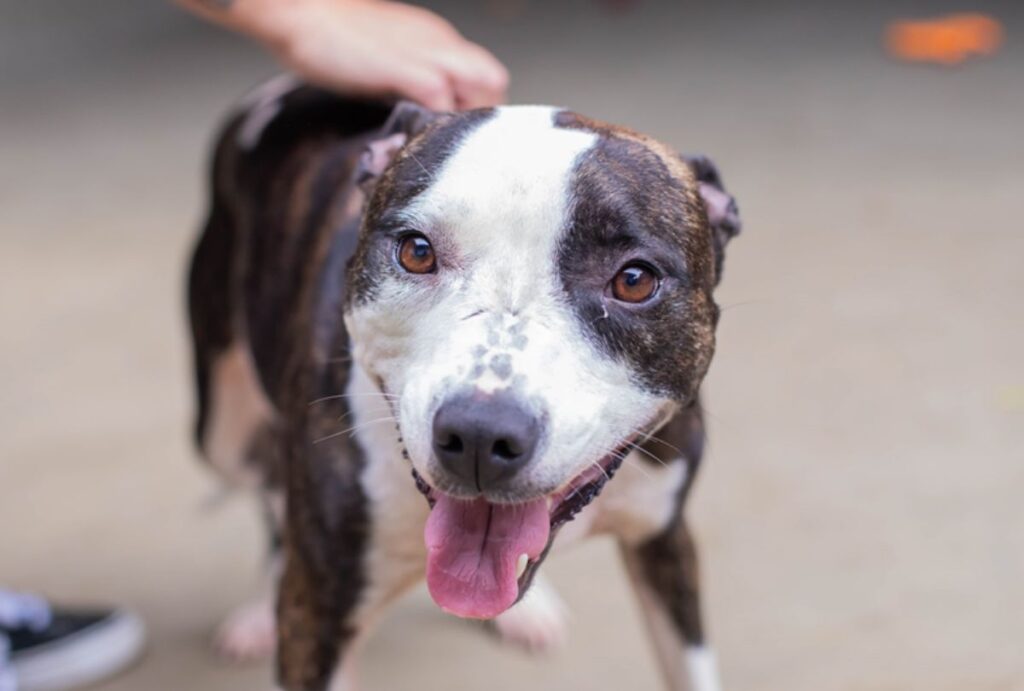 Cachorro sorridente olhando para foto.
