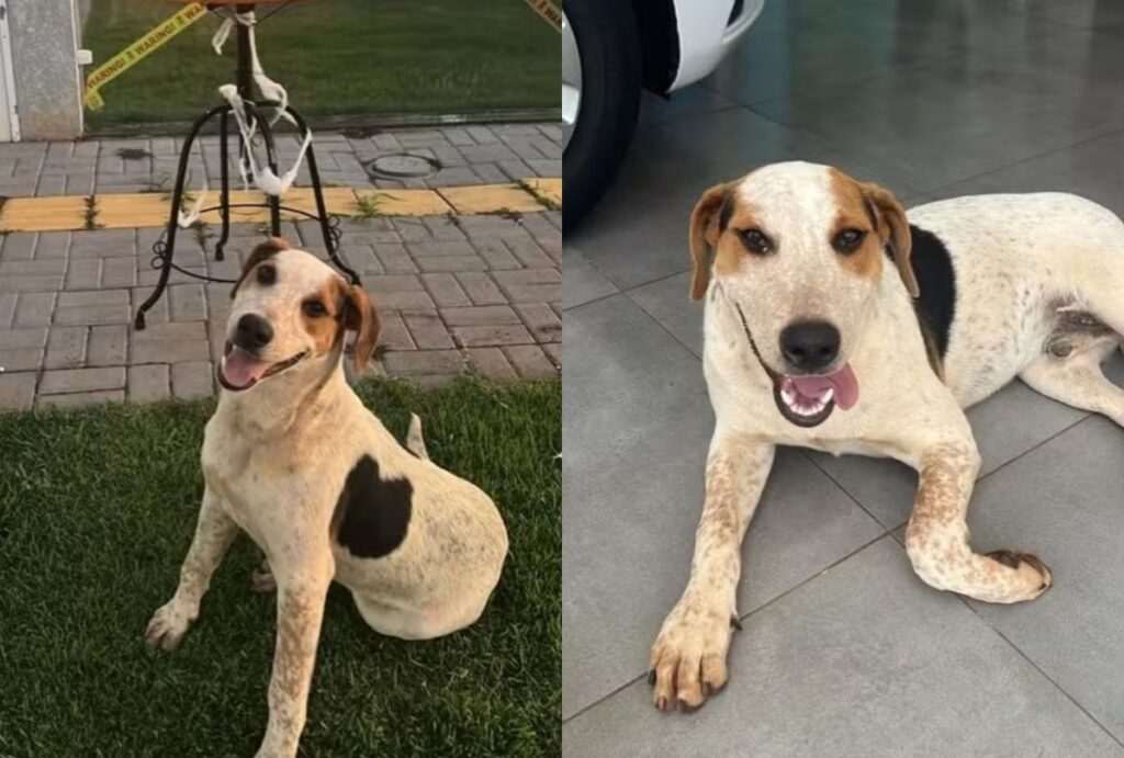 Cachorro chamado Abacate sentado no chão