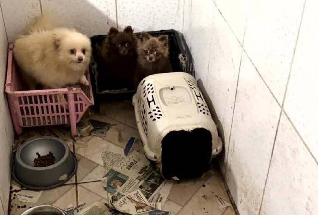 caes-resgatados-de-maus-tratos-piraquara