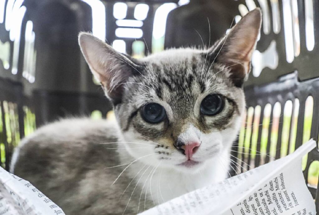 castracao-gratuita-curitiba-fevereiro-vagas