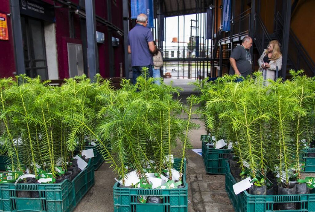 distribuicao-mudas-curitiba-rua-cidadania