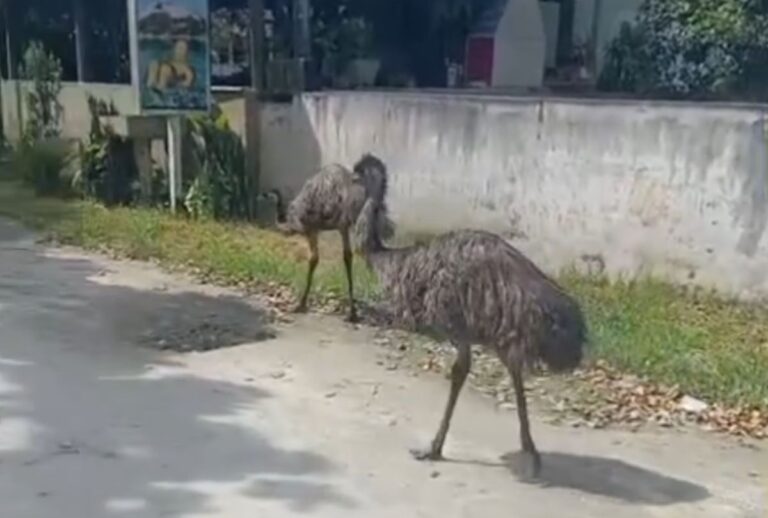 emus pontal do parana