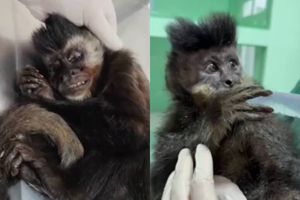 macaca-baleada-curitiba