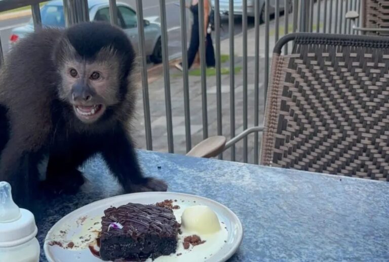 macaco tomando café