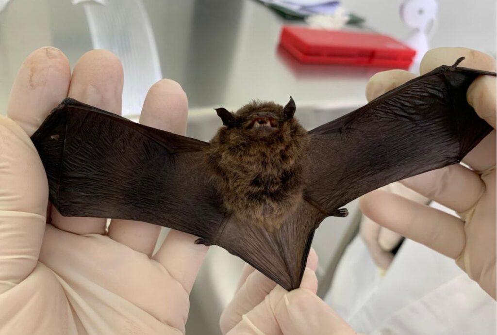 morcegos raiva