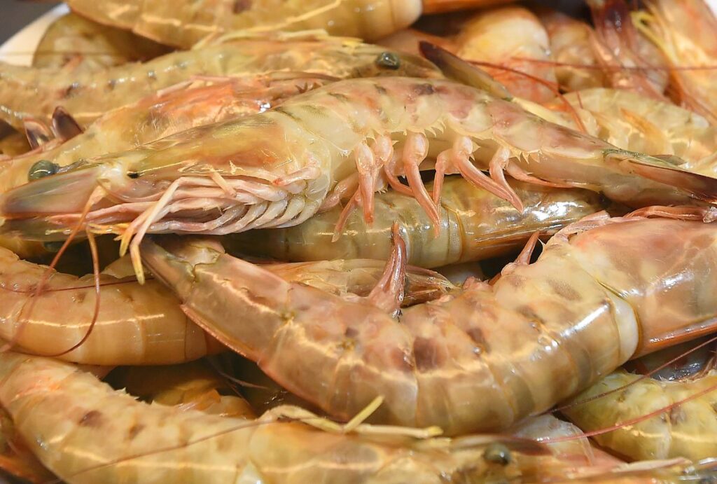 periodo-defeso-camarao