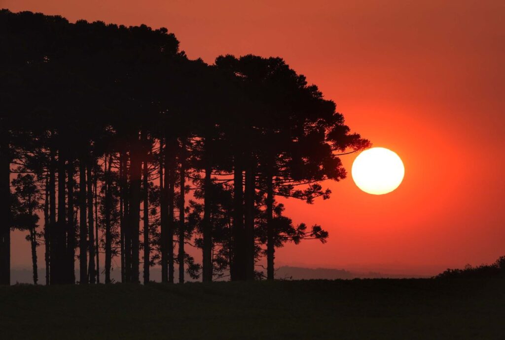 Céu laranja e ensolarado ao lado de árvores