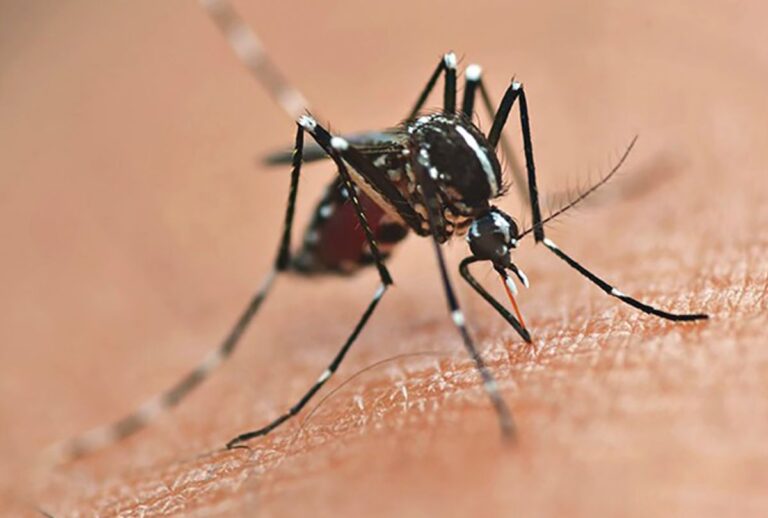 Mosquito da dengue, Aedes aegypti
