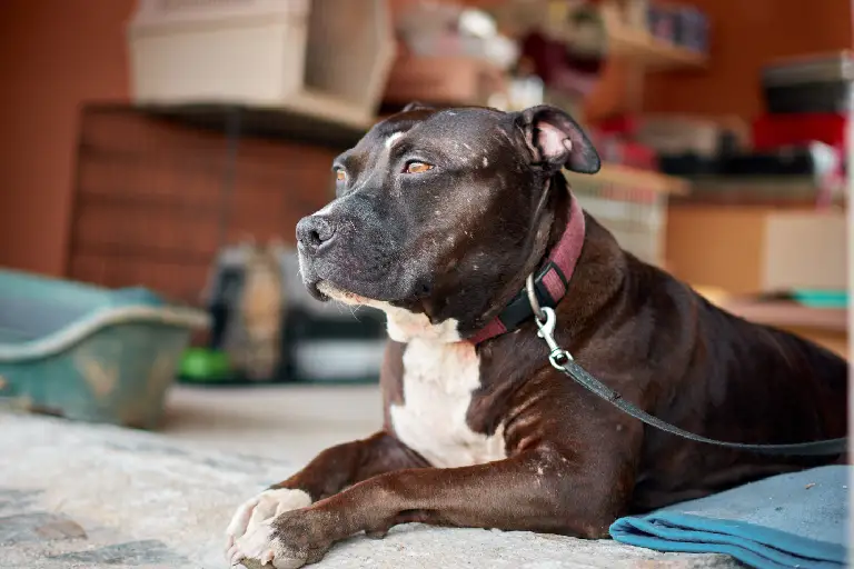 Cachorro da raça pitbull deitado no chão.