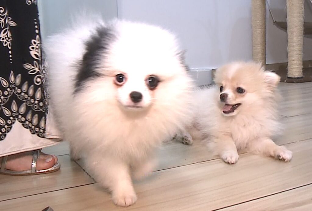 Duas cachorrinhas brancas.