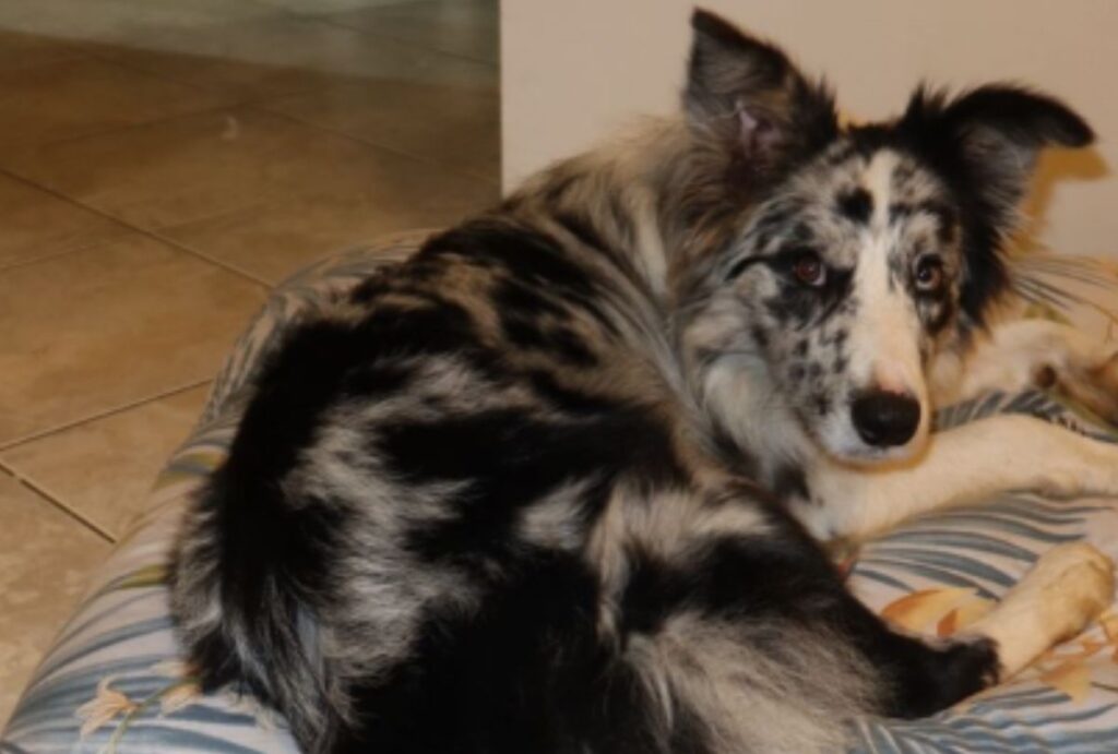 Colby, cachorro bodercole desaparecido.