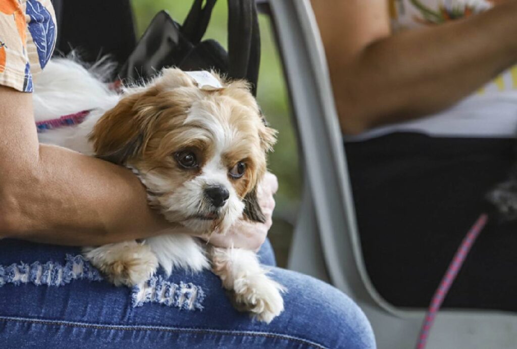 Cachorro no colo da tutora