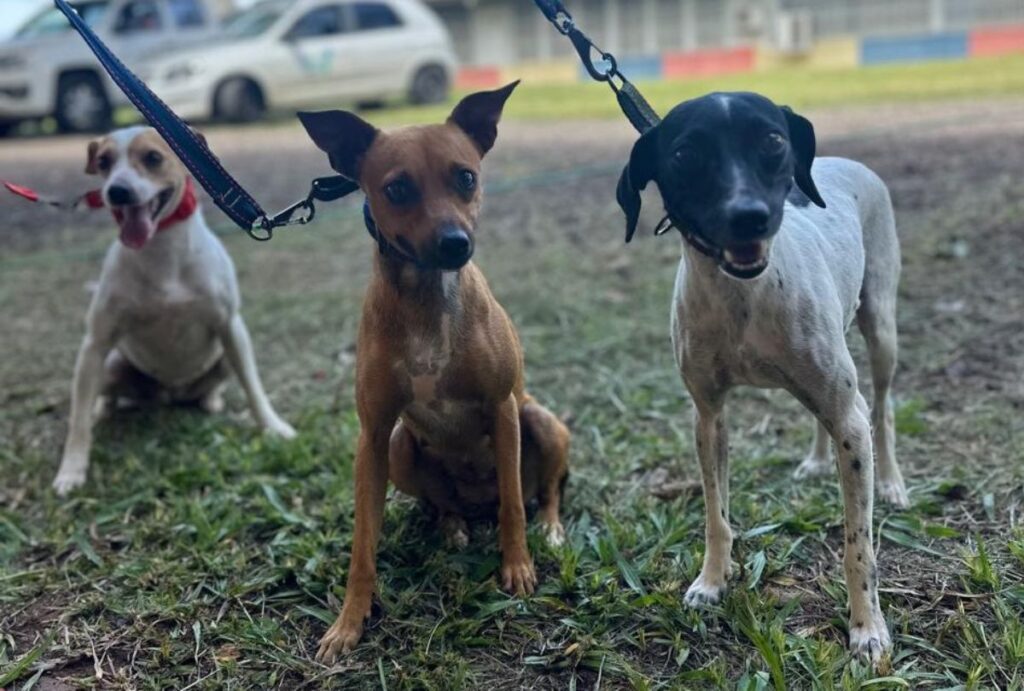 Três cachorros com coleira em gramado.