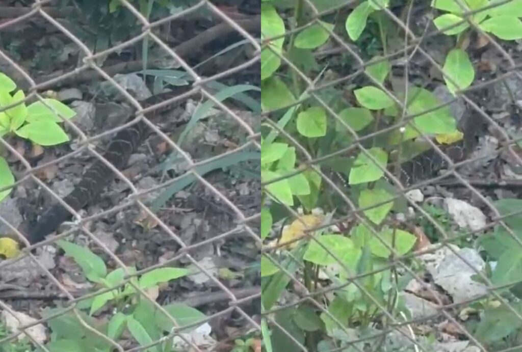 Cobra em escola de Ponta Grossa