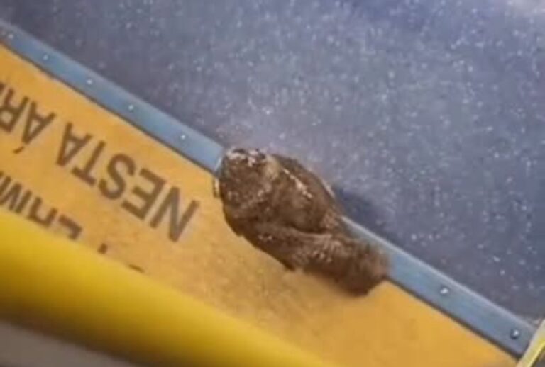 Coruja dentro de ônibus em Curitiba.