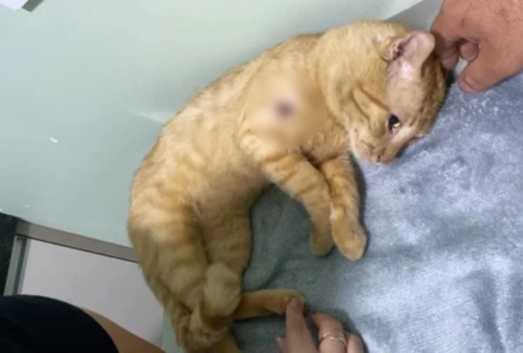 Gato laranja ferido deitado.