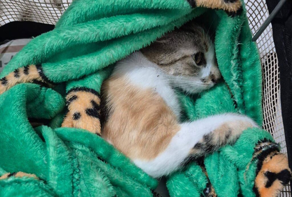 Gata que foi arremessada do 12º andar de prédio em Curitiba recebendo cuidados veterinários