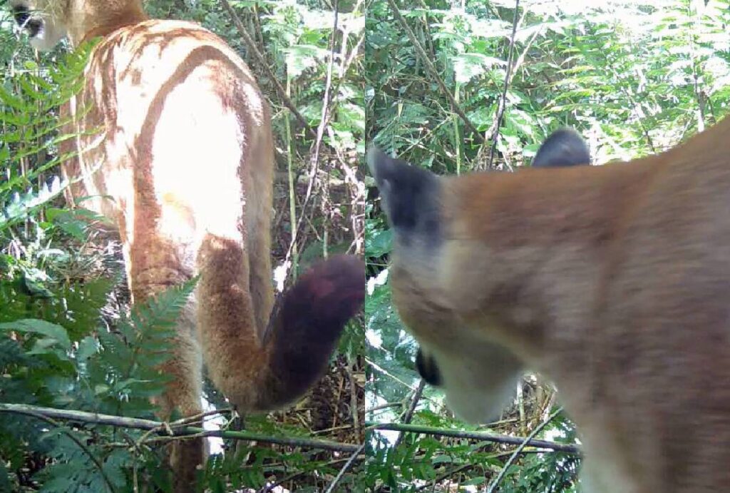 Onça-parda no Paraná